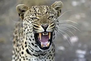 leopard Namibia