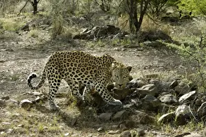 Leopard Namibia