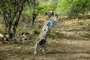Leopard Namibia