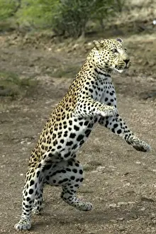 Leopard Namibia