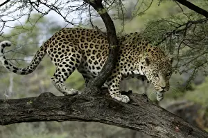 Leopard Namibia