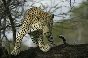 Leopard Namibia