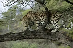 Leopard Namibia