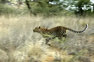 Leopard Namibia