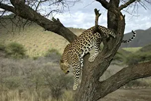 Leopard Namibia