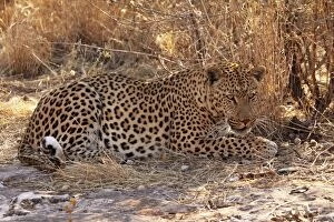 Images Dated 30th June 2009: leopard, Namibia