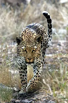 Leopard Namibia
