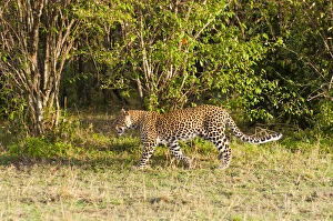 Walk Gallery: Leopard (Panthera pardus), Maasai Mara National