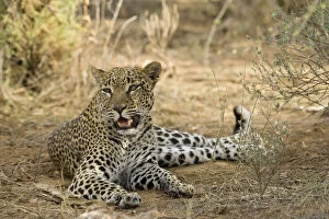 Fang Gallery: Leopard, Panthera pardus, resting in shade