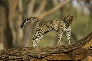 Leopard, Panthera pardus, stretching out