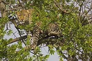 Leopard (Panthera pardus) in tree, Masai