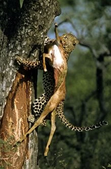Images Dated 30th January 2014: Leopard - with prey - Impala
