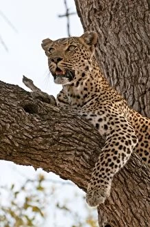 Images Dated 14th September 2009: Leopard - resting on branch