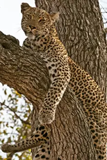Leopard - resting on branch - Sabi Sands Game Reserve - South Africa