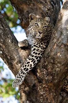 Leopard - resting in fork of tree