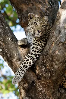 Carnivore Prints: Leopard - resting in fork of tree. Letaba, Kruger National Park, South Africa