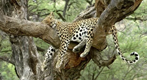 Leopard - resting in tree