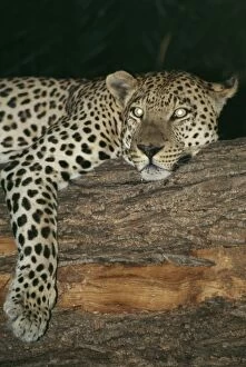 Images Dated 16th July 2004: Leopard Resting in tree at night, showing reflective eye shine