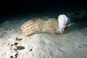 Defence Prints: Leopard sea cucumber - having released sticky white tubules (Cuvierian tubules)