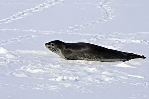 Images Dated 23rd January 2008: Leopard Seal