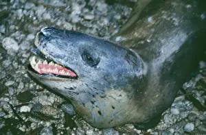 Leopard Seal DH 2578 Hydrurga leptonyx © Don Hadden / ARDEA LONDON