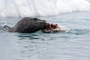 Images Dated 19th January 2008: Leopard Seal - Eating gentoo penguin - Cuverville Island - Antarctic Peninsula