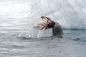Images Dated 19th January 2008: Leopard Seal - Eating gentoo penguin - Cuverville Island - Antarctic Peninsula