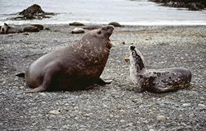 Images Dated 14th December 2006: Leopard Seal - & Southern Elephant Seal (Mirounga) fighting. Macquarie Island