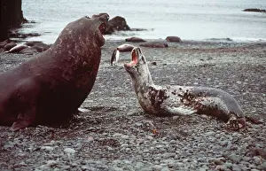 Seal Prints: Leopard Seal - & Southern Elephant Seal (Mirounga) fighting