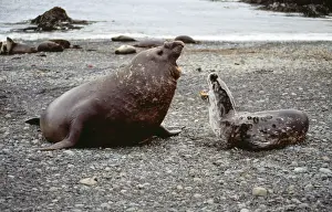 Leopard Seal - & Southern Elephant Seal (Mirounga) fighting. Macquarie Island