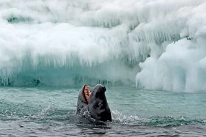 Images Dated 17th February 2016: Leopard Seal in water with mouth wide open