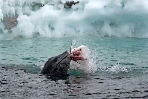 Images Dated 17th February 2016: Leopard Seal in water with prey