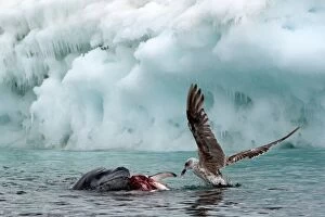Images Dated 17th February 2016: Leopard Seal in water with prey Southern Giant