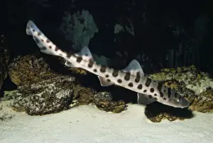 Leopard Shark