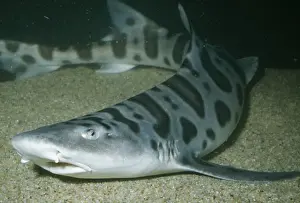 Leopard Shark KEL 181 San Francisco Bay, California USA. Triakis semifasiata © Ken Lucas / ARDEA LONDON