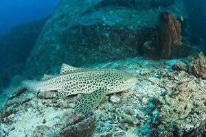 Leopard Shark (Stgostoma fasciatum), Scuba