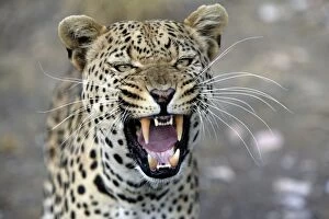 Leopard - snarling