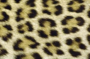 Leopard spots - showing markings