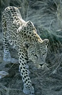Leopard Stalking