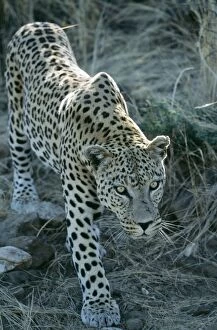 Leopard - stalking, close-up