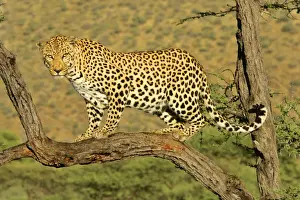 Bush Prints: Leopard standing on acacia branch Namibia, Africa