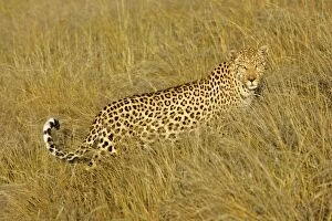 Images Dated 30th April 2005: Leopard standing in high grass in early morning light Namibia, Africa