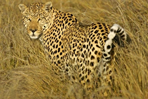 Images Dated 30th April 2005: Leopard standing in high grass in early morning light looking back over it's schoulder Namibia