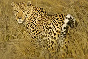 Bush Prints: Leopard standing in high grass in early morning light looking back over it's schoulder Namibia