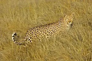 Elegant Prints: Leopard standing in high grass in early morning light Namibia, Africa