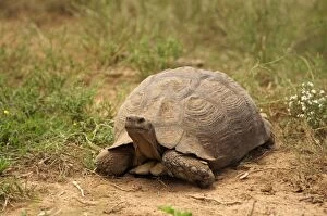 Leopard Tortoise - Cold-blooded reptile