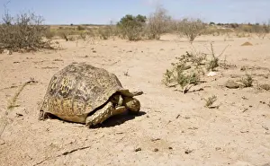 Tortoises Prints: Leopard Tortoise - peering from within its shell - Kalahari Desert - Kgalagadi National Park - South Africa