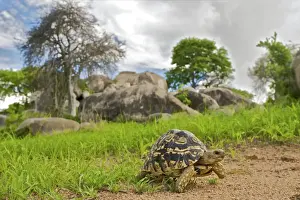Tortoises Prints: Leopard Tortoise - walking in the southrn Tanzania savannah - Tanzania- Africa
