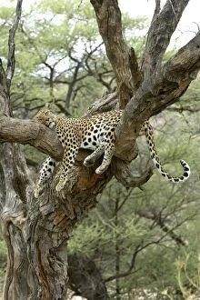 Leopard - in tree