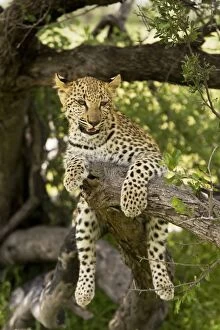 Images Dated 2nd April 2000: Leopard - in tree. Africa